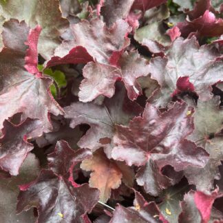 Heuchera 'Rex Black'