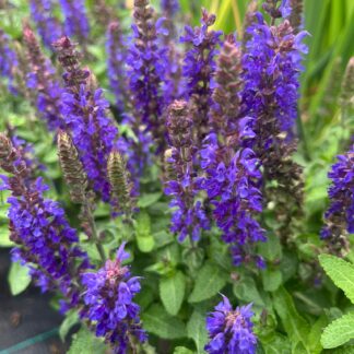 Salvia nemerosa Rianne