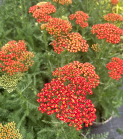 Achillea 'Sassy Summer Sunset'